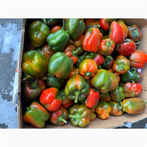 Продам перець зелений маленький Капі і геркулес, Київ — Agro-Ukraine