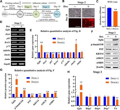 Frontiers Epiprofin Transcriptional Activation Promotes Ameloblast