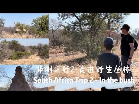 Ep41 南非之行2 I 非洲野生丛林Safari I South Africa safari I Oase 7 Star Lodges