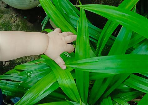 tangan bayi foto stok  gambar  bagian tubuh manusia