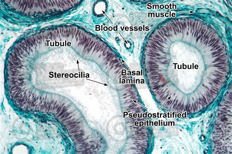 Man Testicle Epididymis Transverse Section X Man Mammals