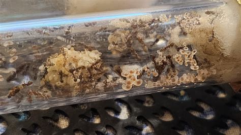 Argentine Ant Care : r/antkeeping