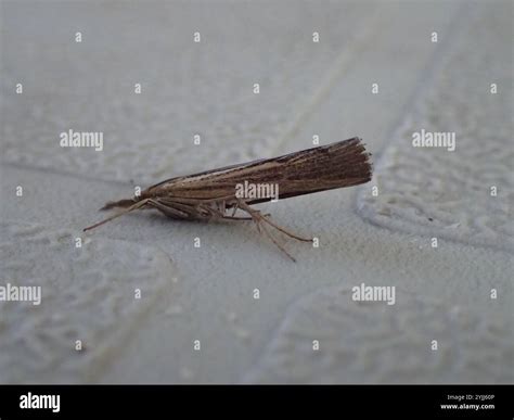 Sod Webworm Moth Pediasia Trisecta Stock Photo Alamy