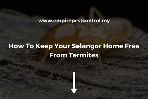 The Best Ways To Keep Termites Out Of Your Selangor Home