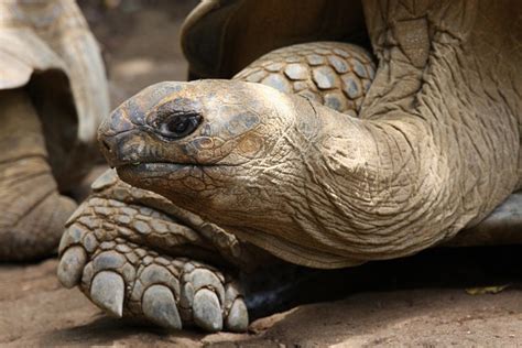 Giant Tortoise Reptile - Free photo on Pixabay