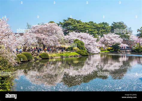 Japan, Tokyo City, Shinjuku district, Shinjuku Gyoen-Park, Cherry ...