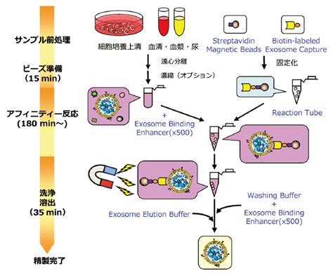 エクソソームexosome 抽出・精製試薬｜【ライフサイエンス】製品情報｜試薬 富士フイルム和光純薬