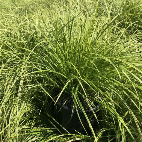 Carex dol. ‘Gold Fountains’ (Sedge) - Cavano’s Perennials