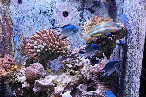 Aqaba Aquarium Information To Visit Jordania Exclusiva