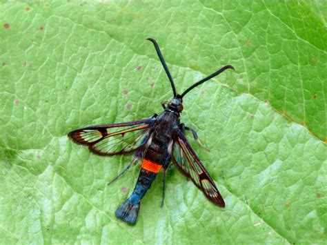 Moth of the month Currant Clearwing and other clearwing moths - BirdGuides