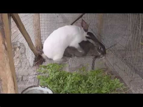 Как разводить кроликов. Спаривание кроликов после окрола - YouTube