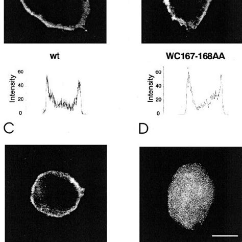 Subcellular Distribution Of Wild Type And Mutant P2x 7 Subunits A