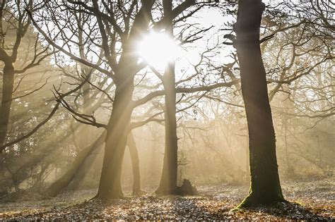 New Forest Photograph Gallery
