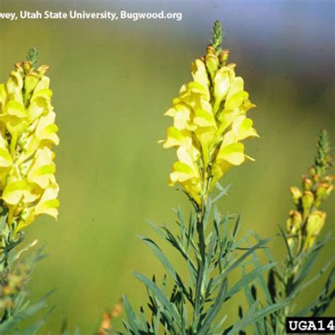 Washington State Noxious Weed Control Board