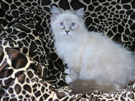 Nos Ragdoll Silver lynx ou argent tabby, Ragdolls smoke ou fumé