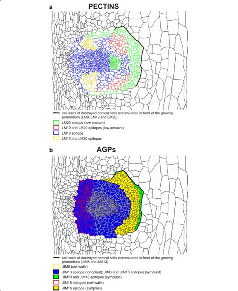 Schematic Representation Of A Pectic And B Agp Epitope Distribution In