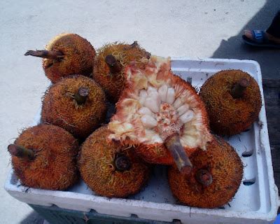 my BINTULU clicks: The delicious Terap fruit ( artocarpus odoratissimus ...