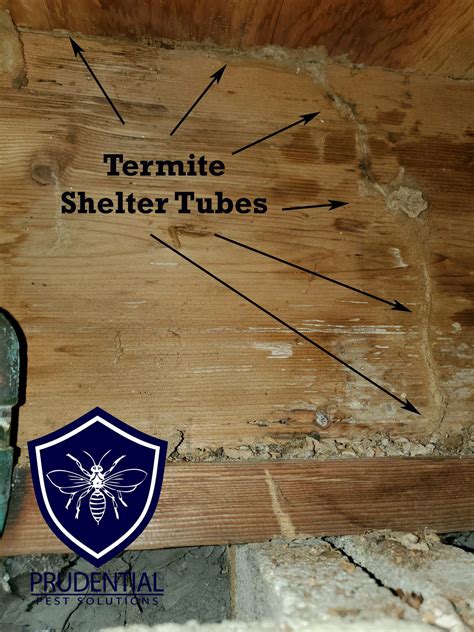 how to prevent termites 6