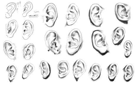 Ear Drawing Reference Ear Drawing Reference And Sketches For Artists