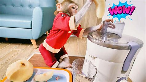 Intelligent monkey BonBon helps Mom make smoothies - YouTube