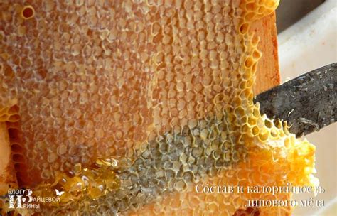 Липовый мед. Полезные свойства и противопоказания. Как выглядит