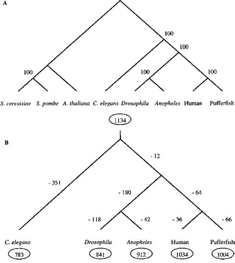 A Phylogenetic Tree Constructed By The Maximum Parsimony Method Based