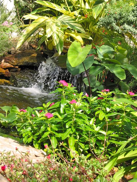 Zone 9 Pond Plants at Benjamin Whitley blog