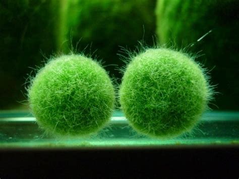 Selecting an Appropriate Jar or Vessel to House a Marimo Specimen ...