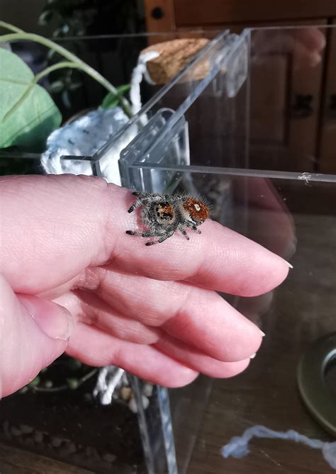 Our First Spider Rjumpingspiders