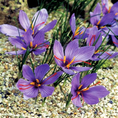 Krokus Jesienny Sativus 5 szt Krokusy cebulki krokusów BENEX Sklep