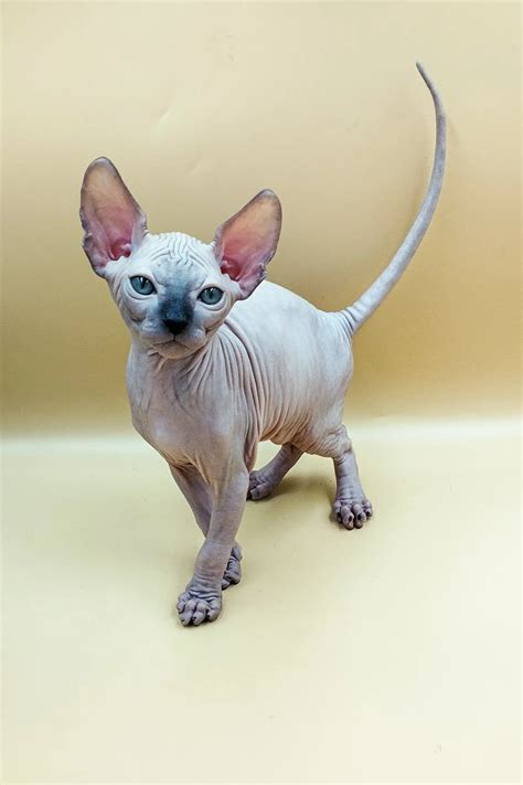 Meet Jazz: Adorable Hairless Sphynx Kitten for Adoption