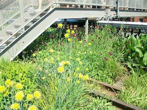 This high line garden contains a plant that is extremely rare 6