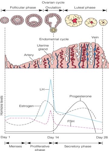 Conception And Fetal Development Flashcards Quizlet