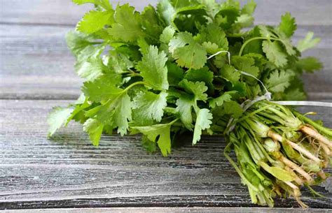 Beneficios Del Cilantro Para La Salud