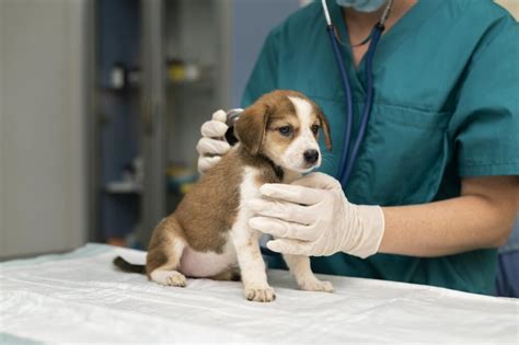 Dermatite por lambedura em cachorro o que é causas e como lidar