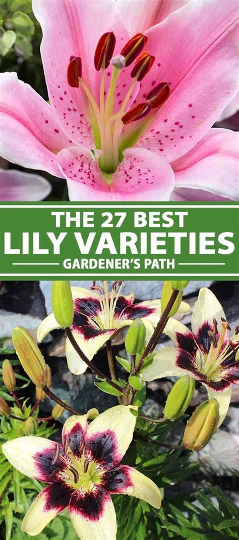 27 of the Best Lily Varieties | Gardener’s Path | Lily plant types ...