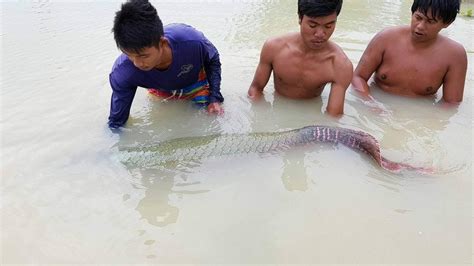 Arapaima fishing in Thailand - New Stock