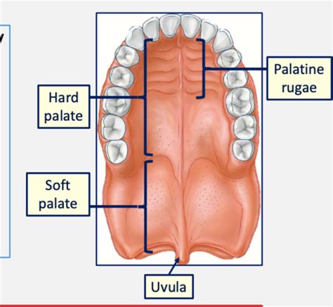 Case 11 Anatomy Anatomy Soft Palate Flashcards Quizlet