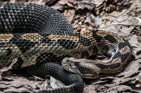 Oklahoma man killed while trying to handle rattlesnake