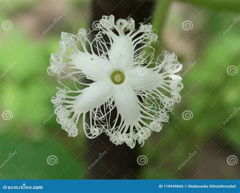 Snake Gourd Flower Stock Photo Image Of Petals White