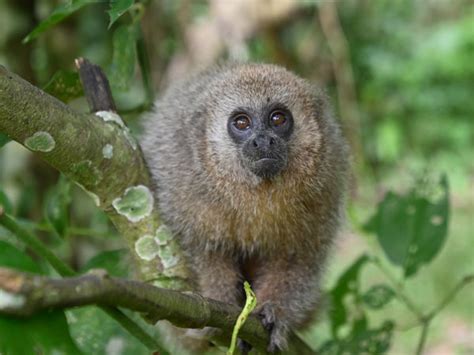 Plecturocebus Oenanthe San Martin Titi Monkey In Zoos