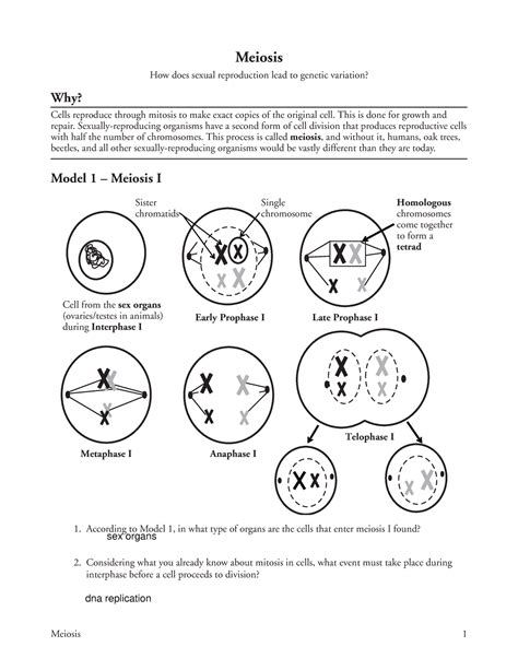 Genetic Variation In Meiosis