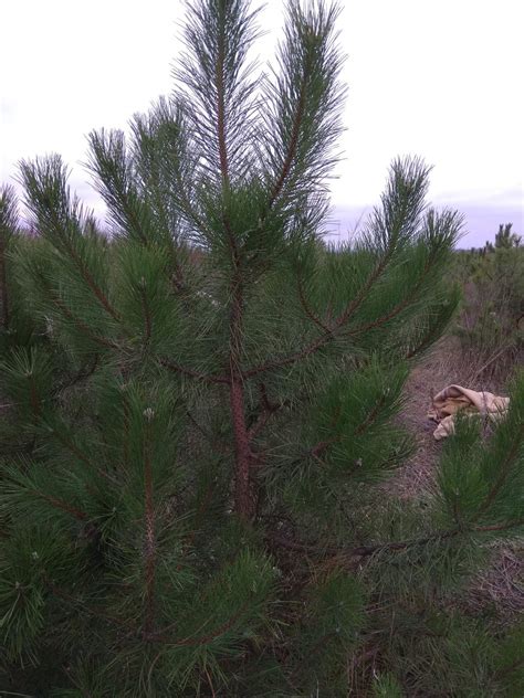 Крымская сосна в саду (73 фото) - фото - картинки и рисунки: скачать ...