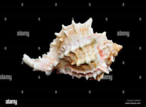 isolated black swarthy jetblack deep black shell seashell shells