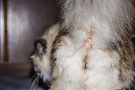 Vet Reviewed Facts About Cat Anal Glands Catster
