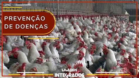 Saiba Como Implementar A Biosseguridade Na Granja De Forma Eficaz