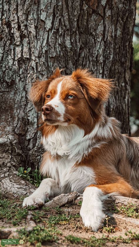 Friendly Young Loving Australian shepherd - Stud Dog in California, the