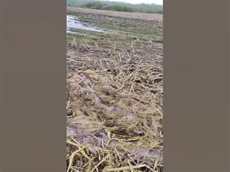 один из способов маскировки скрадка Мания-Гравитация М2 в кукурузном ...