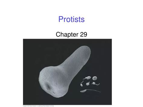 Ppt Protists Powerpoint Presentation Free Download Id6773757