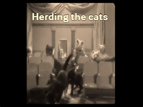 Cat Herding GIFs - Find & Share on GIPHY